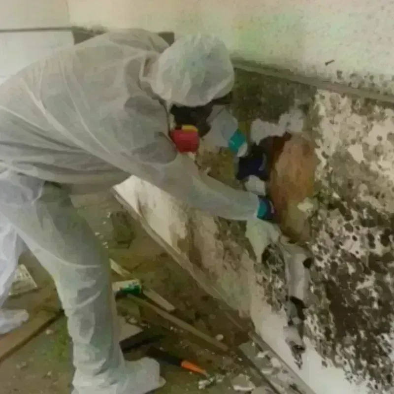 Mold Remediation and Removal in West Haven, OR